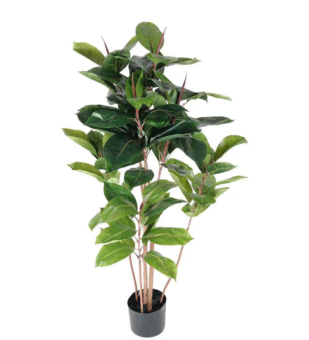 Fikus Robusta 120 cm