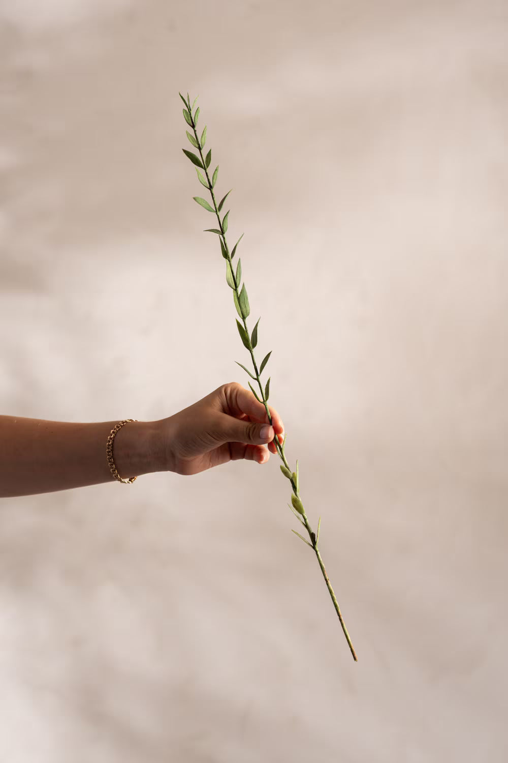 Eucalyptus kvist 45 cm