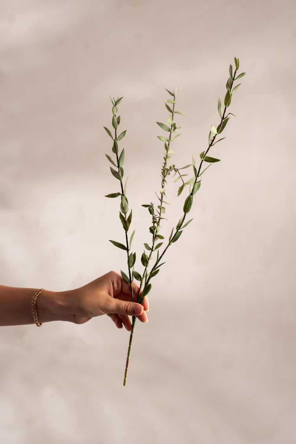 Eucalyptus kvist 50 cm