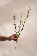 Eucalyptus kvist 50 cm