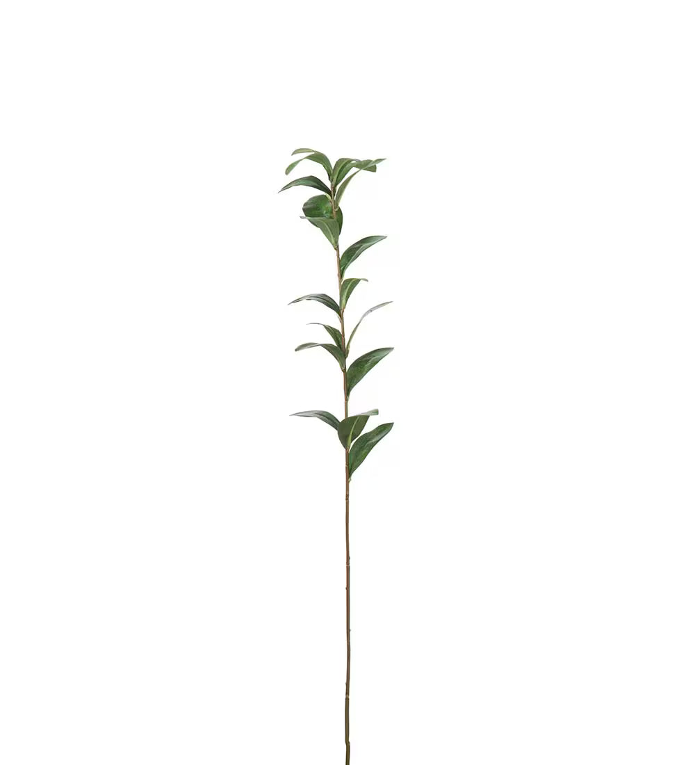 Ruscus kvist 77cm