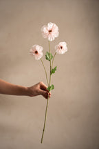 Japansk ranukel rosa 62 cm