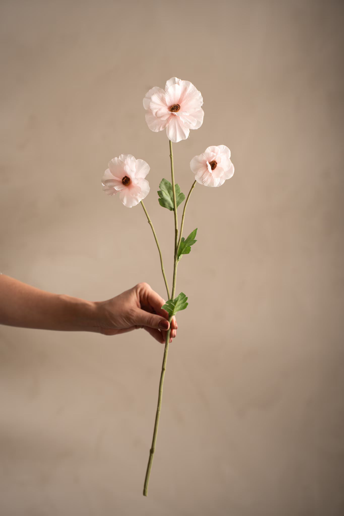 Japansk ranukel rosa 62 cm