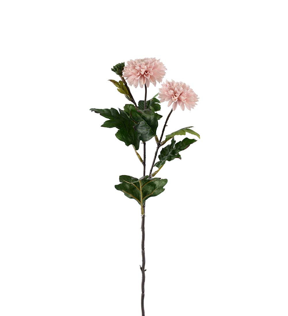Chrysanthemum rosa 53 cm