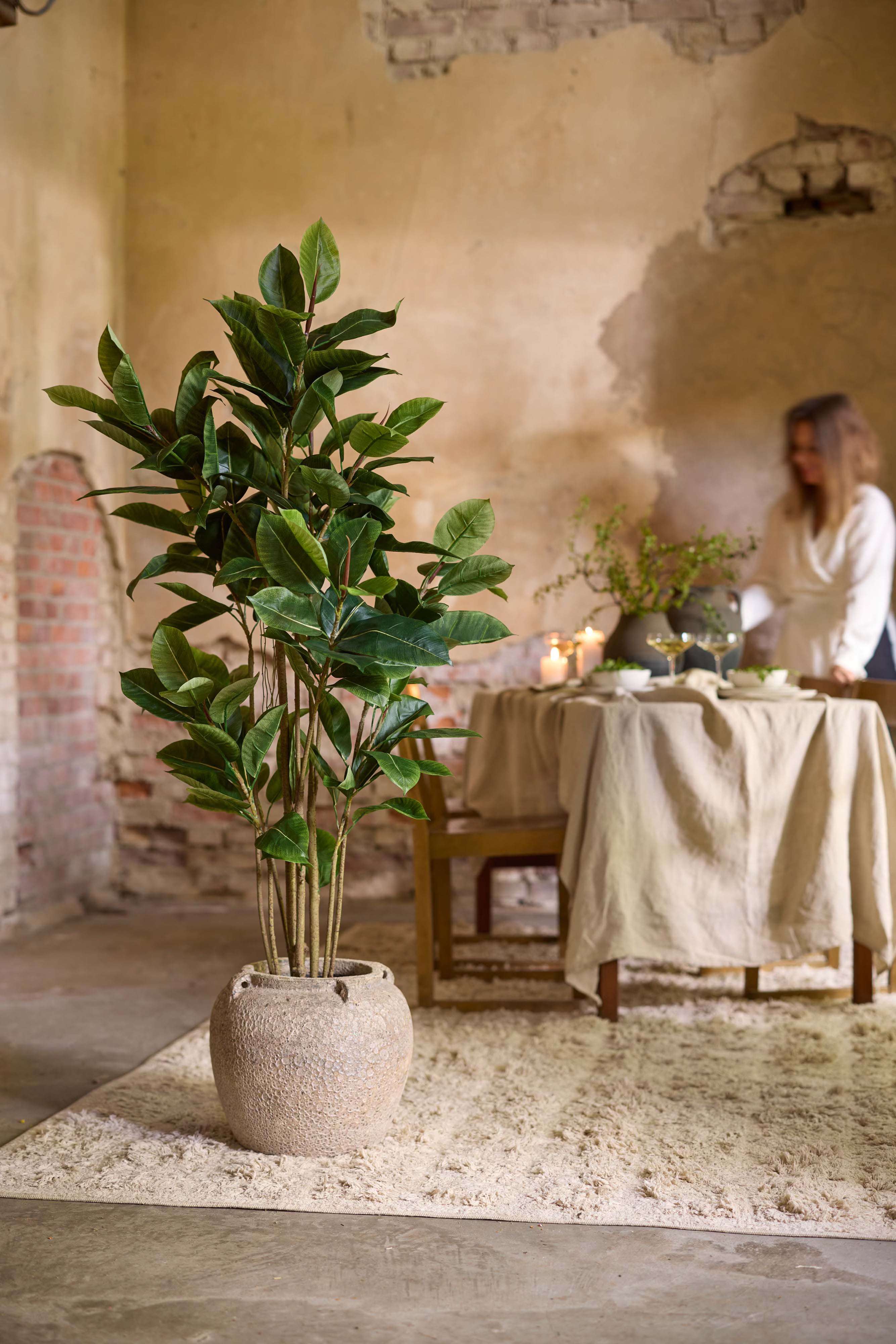 Fikus Robusta 120 cm