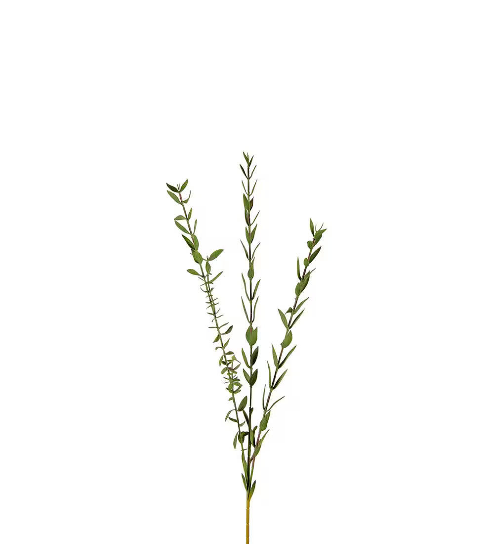 Eucalyptus kvist 50 cm