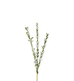Eucalyptus kvist 50 cm
