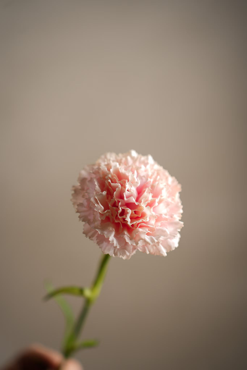 Nejlika Ljusrosa 44 cm