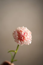 Nejlika Ljusrosa 44 cm