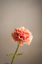 Nejlika Persika 44 cm