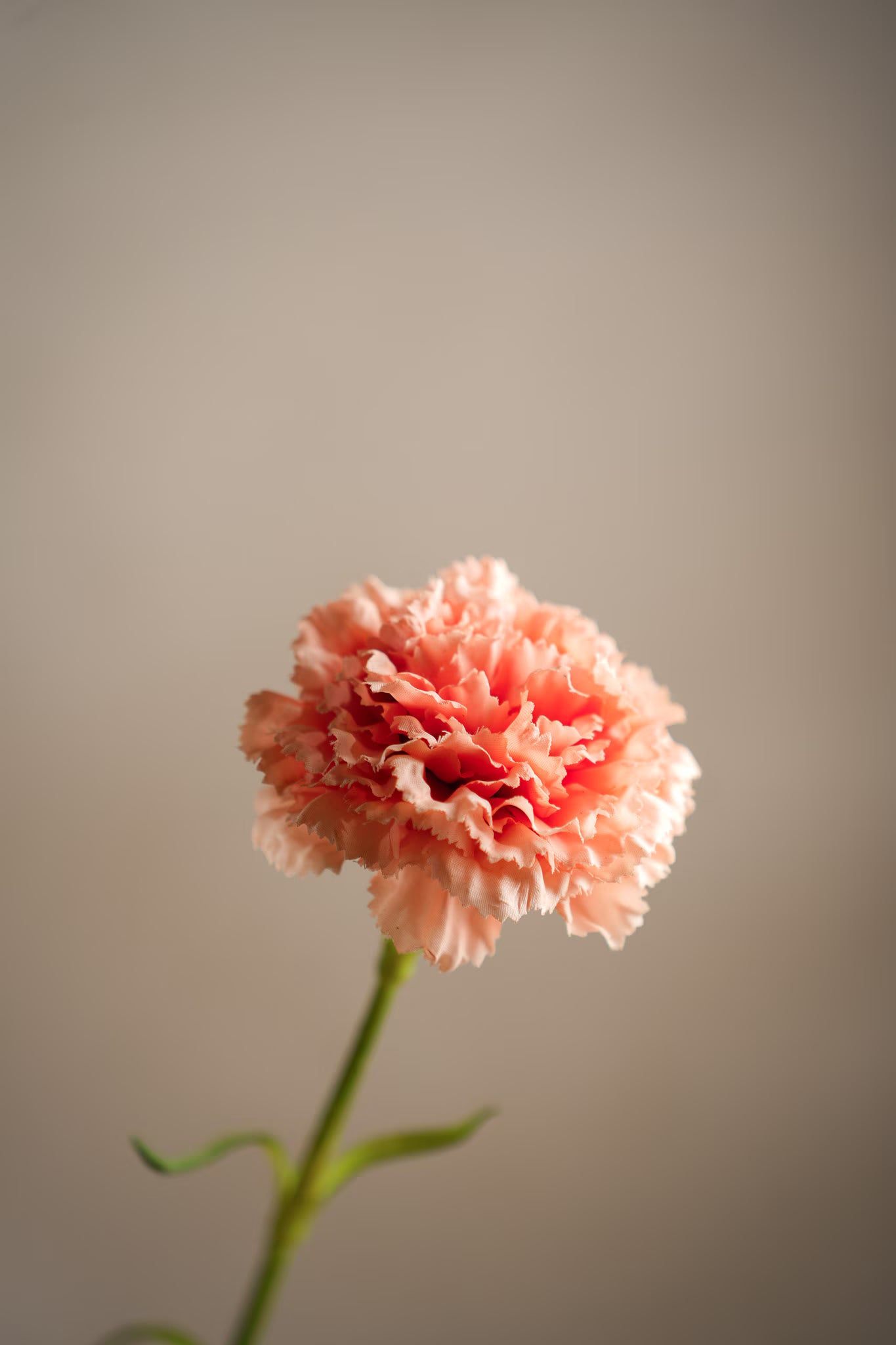 Nejlika Persika 44 cm