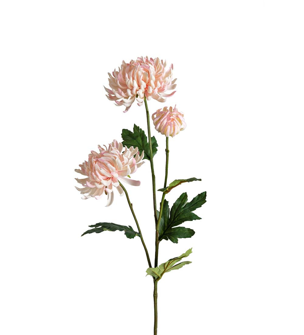 Chrysanthemum rosa 60 cm