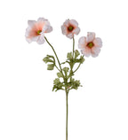 Fjärilsranukel aprikos 56cm