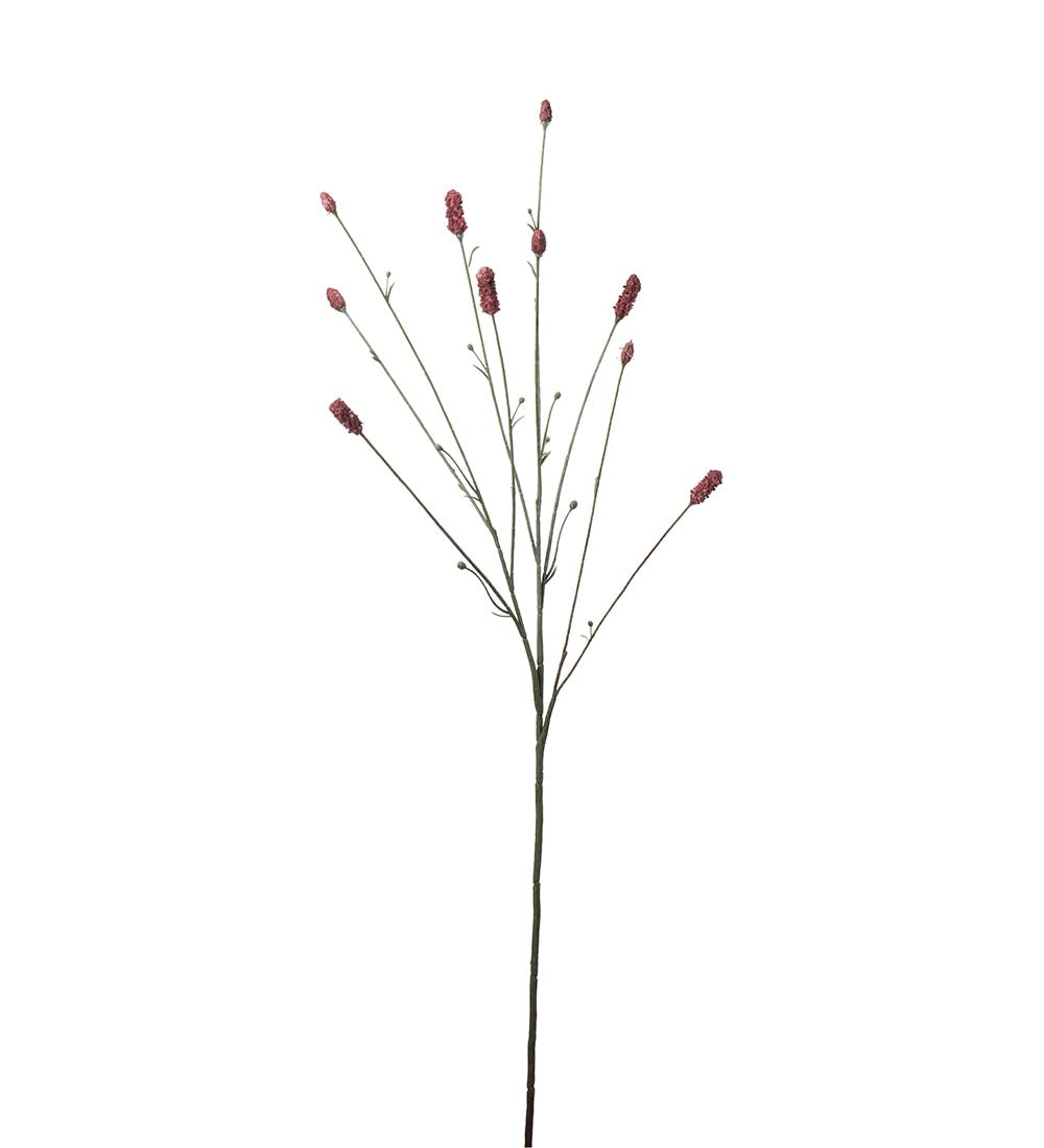 Pimpinell burgundy 80 cm