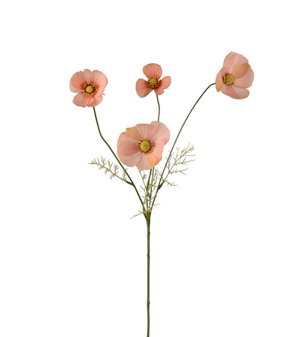 Rosenskära Aprikos 60 cm