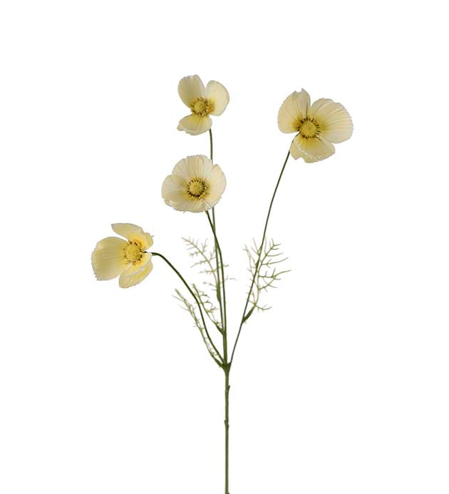 Rosenskära ljusgul 60 cm