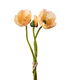 Vallmo aprikos 22 cm (knippe)