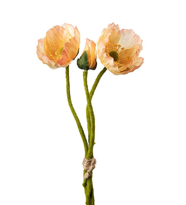 Vallmo aprikos 22 cm (knippe)